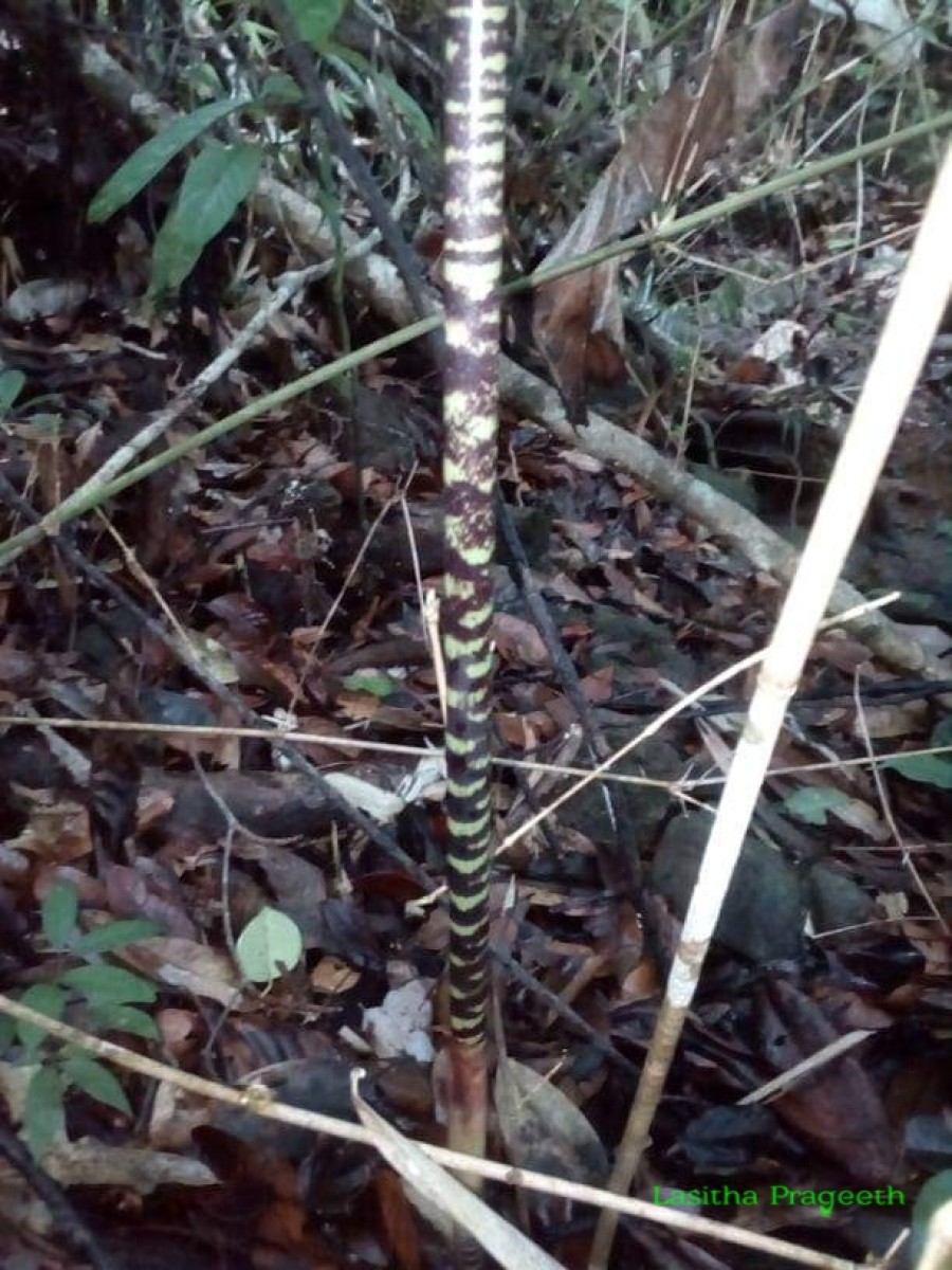 Ochlandra stridula Thwaites